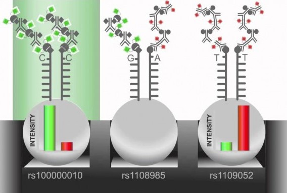 Technique Infinium Illumina