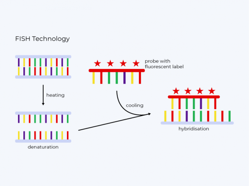 Technique de FISH